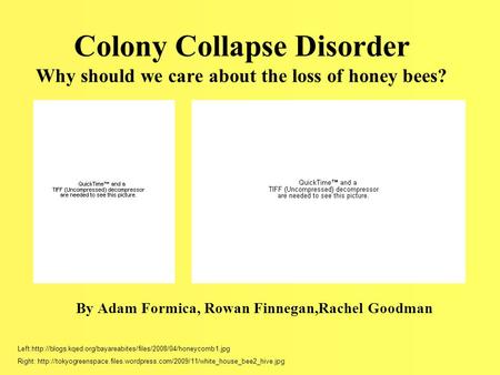 Colony Collapse Disorder Why should we care about the loss of honey bees? By Adam Formica, Rowan Finnegan,Rachel Goodman Left:http://blogs.kqed.org/bayareabites/files/2008/04/honeycomb1.jpg.