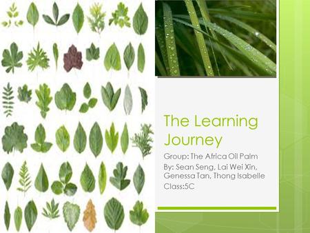 The Learning Journey Group: The Africa Oil Palm By: Sean Seng, Lai Wei Xin, Genessa Tan, Thong Isabelle Class:5C.