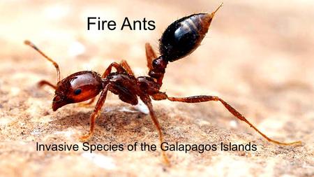 Fire Ants Invasive Species of the Galapagos Islands.