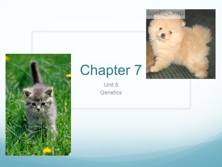 Chapter 7 Unit 5 Genetics.