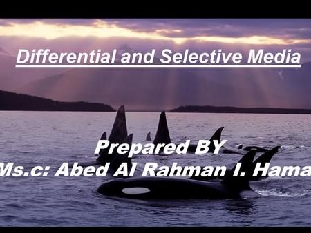 Differential and Selective Media Prepared BY Ms. c: Abed Al Rahman I