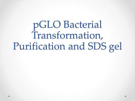 PGLO Bacterial Transformation, Purification and SDS gel.