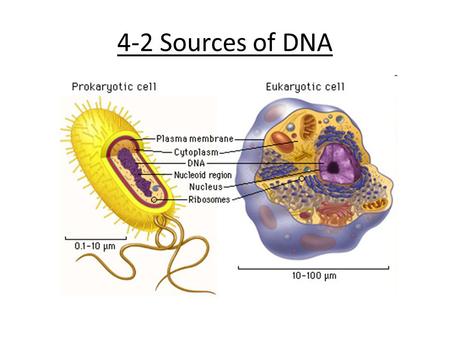 4-2 Sources of DNA.