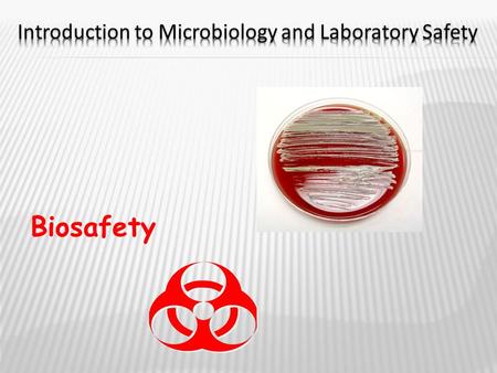 Biosafety.  NO FOOD OR DRINKS!  Wash hands thoroughly  Disinfect counters and work area  Tie hair back  Smock, apron, or lab coat optional  Gloves.