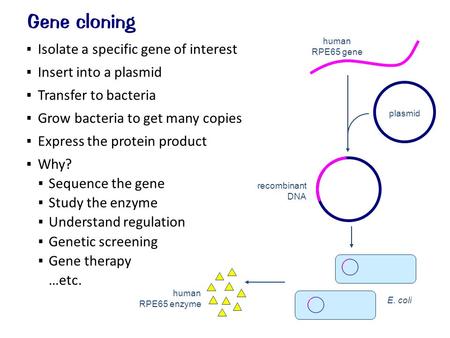  Isolate a specific gene of interest  Insert into a plasmid  Transfer to bacteria  Grow bacteria to get many copies  Express the protein product 