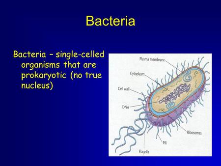 Bacteria Bacteria – single-celled organisms that are prokaryotic (no true nucleus)