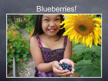 Blueberries!. Blueberries in Washington State Blueberries were introduced as a crop in Washington 50 years ago. Now blueberries are Washington State’s.