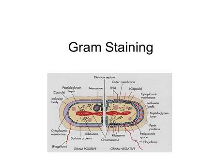 Gram Staining. There are two types of cell walls in Eubacteria: – Gram-positive bacteria have a thick peptide layer, retain the crystal violet, and appear.