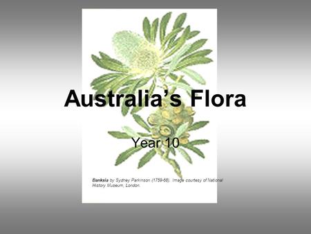 Australia’s Flora Year 10 Banksia by Sydney Parkinson (1759-68). Image courtesy of National History Museum, London.