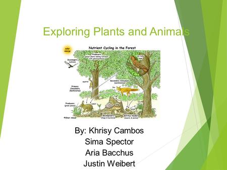 Exploring Plants and Animals By: Khrisy Cambos Sima Spector Aria Bacchus Justin Weibert.
