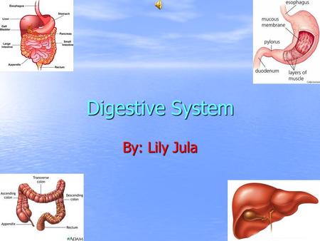Digestive System By: Lily Jula Mouth The mouth is a natural opening where food goes in to your stomach.