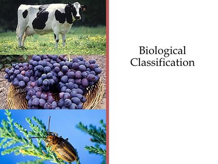 BioEd Online Biological Classification. Why Do We Classify Organisms? Biologists group organisms to organize and communicate information about their diversity,
