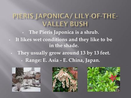 The Pieris Japonica is a shrub. It likes wet conditions and they like to be in the shade. They usually grow around 13 by 13 feet. Range: E. Asia - E. China,