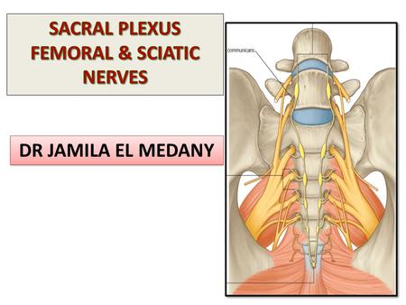 SACRAL PLEXUS FEMORAL & SCIATIC NERVES