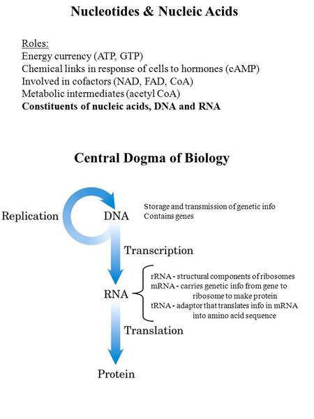 Nucleotides & Nucleic Acids Roles: Energy currency (ATP, GTP) Chemical links in response of cells to hormones (cAMP) Involved in cofactors (NAD, FAD, CoA)