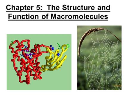 Chapter 5: The Structure and Function of Macromolecules.