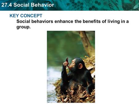 Living in groups also has benefits and costs.