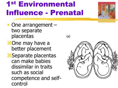 1st Environmental Influence - Prenatal