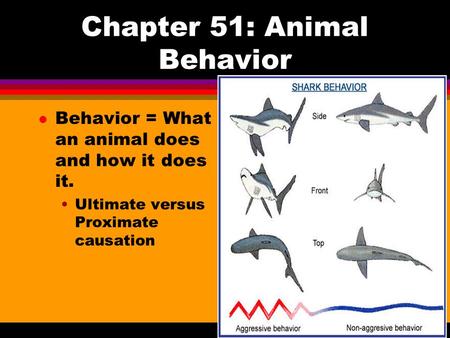 Chapter 51: Animal Behavior l Behavior = What an animal does and how it does it. Ultimate versus Proximate causation.
