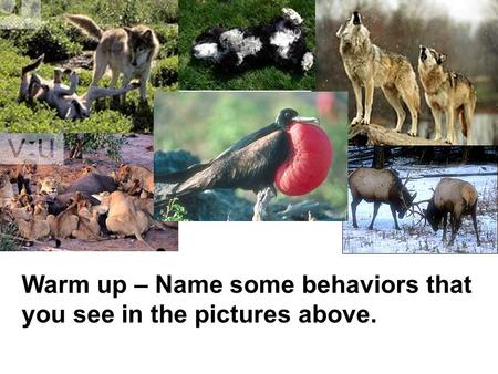 Animal Behavior Behavior – the way an organism acts toward its environment Warm up – Name some behaviors that you see in the pictures above.