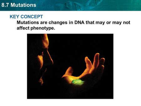 8.7 Mutations KEY CONCEPT Mutations are changes in DNA that may or may not affect phenotype.