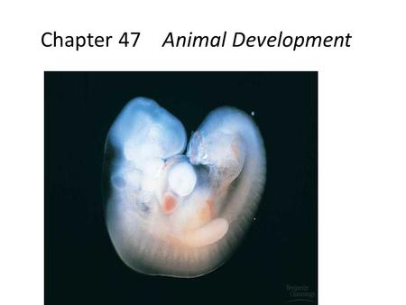 Chapter 47Animal Development. 2005-2006 Fertilization.