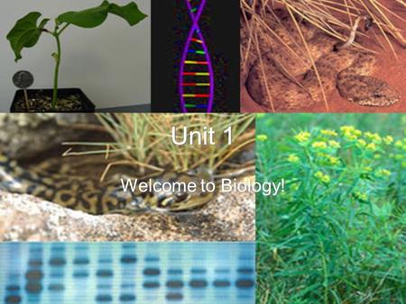 Unit 1 Welcome to Biology! Essential Questions 1. What is science? 2. What is an organism and how is it related to biology? 3. What characteristics do.