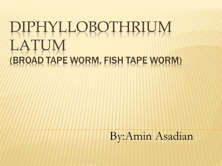 Diphyllobothrium Latum (Broad tape worm, Fish tape worm)