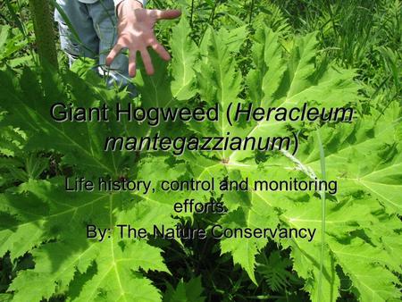 Giant Hogweed (Heracleum mantegazzianum) Life history, control and monitoring efforts. By: The Nature Conservancy.