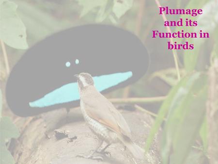 Plumage and its Function in birds. Basic distinction between: Molt = feather replacement and Plumage = Feather coat Basic (prebasic molt) - renewed plumage.