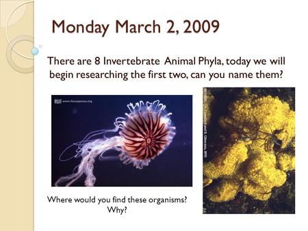 Monday March 2, 2009 There are 8 Invertebrate Animal Phyla, today we will begin researching the first two, can you name them? Where would you find these.