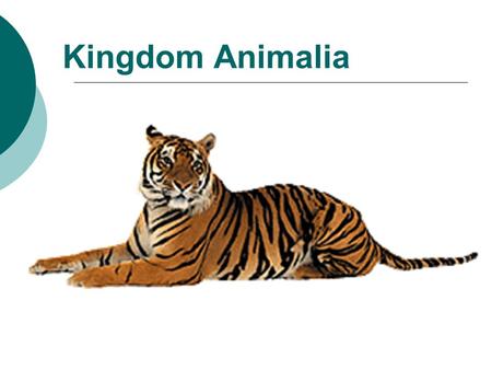 Kingdom Animalia. ~ Characteristics ~  Multi-cellular  Eukaryotic with no cell walls  Heterotrophs (consumers)  motile.