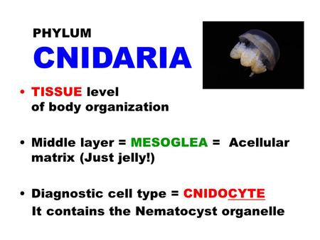 TISSUE level of body organization Middle layer = MESOGLEA = Acellular matrix (Just jelly!) Diagnostic cell type = CNIDOCYTE It contains the Nematocyst.