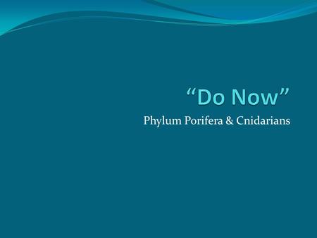 Phylum Porifera & Cnidarians