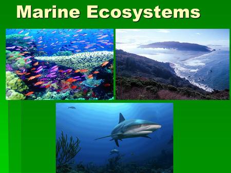 Marine Ecosystems. Natural Capital from Marine Resources Ecological Services Climate moderation CO 2 absorption Nutrient cycling Waste treatment and dilution.