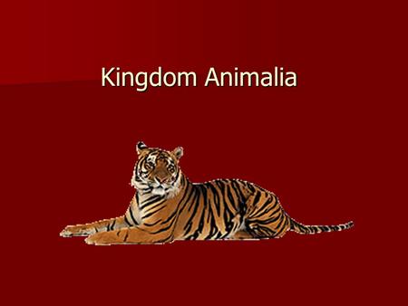 Kingdom Animalia.