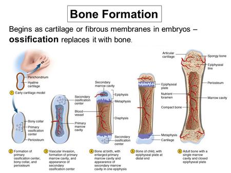 Bone Formation Begins as cartilage or fibrous membranes in embryos – ossification replaces it with bone.