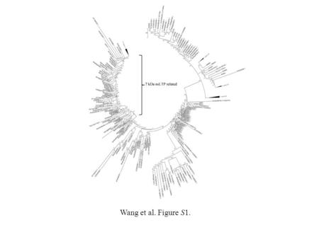 Wang et al. Figure S1.. Wang et al. Figure S2. Type III Type IV Type IX Type V Type І X 26-37 C X 9 C X 13-15 CC X 19 C X C X 19-24 C X 13-15 C X 4-9.