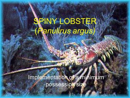 SPINY LOBSTER (Panulirus argus) Implementation of a minimum possession size.
