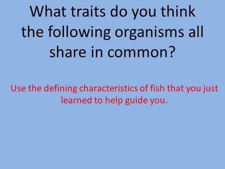 What traits do you think the following organisms all share in common? Use the defining characteristics of fish that you just learned to help guide you.