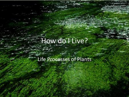 How do I Live? Life Processes of Plants. Objectives of Todays Lesson explanation of the process of photosynthesis using the formula for photosynthesis.