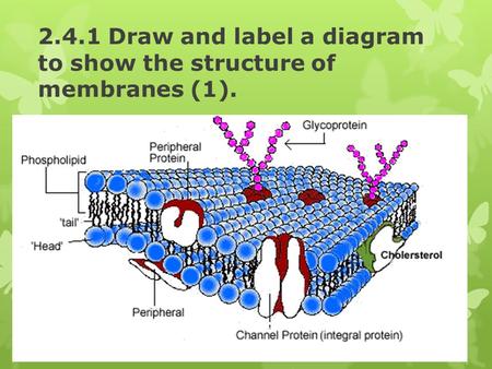 2.4.1 Draw and label a diagram to show the structure of membranes (1).