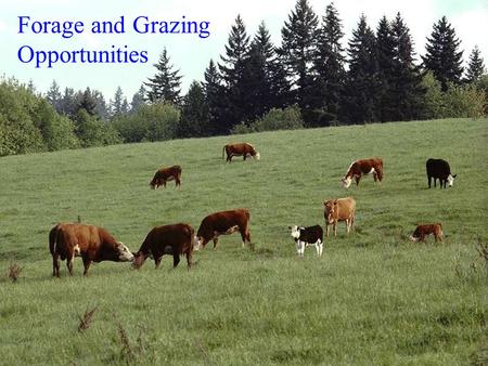 Forage and Grazing Opportunities. What Grazing Management and Golf have in common It’s something you do outdoors Doing it well is more difficult then.