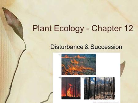 Plant Ecology - Chapter 12 Disturbance & Succession.