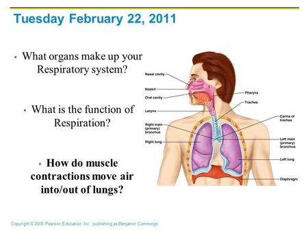 Copyright © 2006 Pearson Education, Inc., publishing as Benjamin Cummings Tuesday February 22, 2011  What organs make up your Respiratory system?  What.