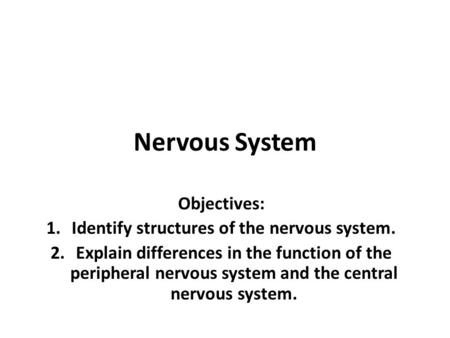 Nervous System Objectives: 1.Identify structures of the nervous system. 2.Explain differences in the function of the peripheral nervous system and the.