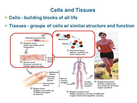 Cells and Tissues Cells - building blocks of all life