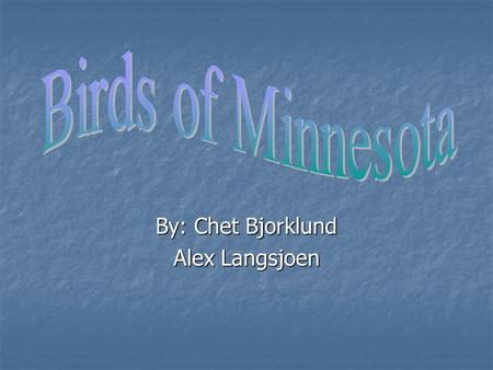 By: Chet Bjorklund Alex Langsjoen Minnesota State Bird *The Common Loon* Food Source: Fish, crustaceans Food Source: Fish, crustaceans.