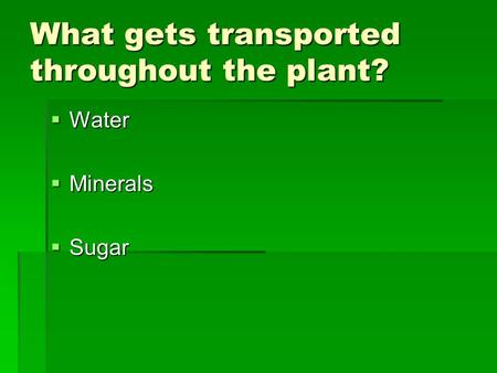 What gets transported throughout the plant?  Water  Minerals  Sugar.