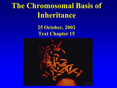 The Chromosomal Basis of Inheritance 25 October, 2002 Text Chapter 15.